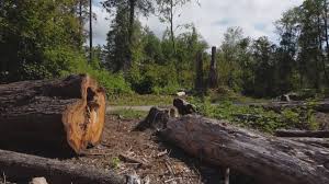 Best Stump Grinding and Removal  in Campbell, FL